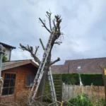 élagage d’un mirabellier après