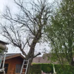élagage d’un mirabellier avant