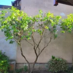 Élagage d’un lilas