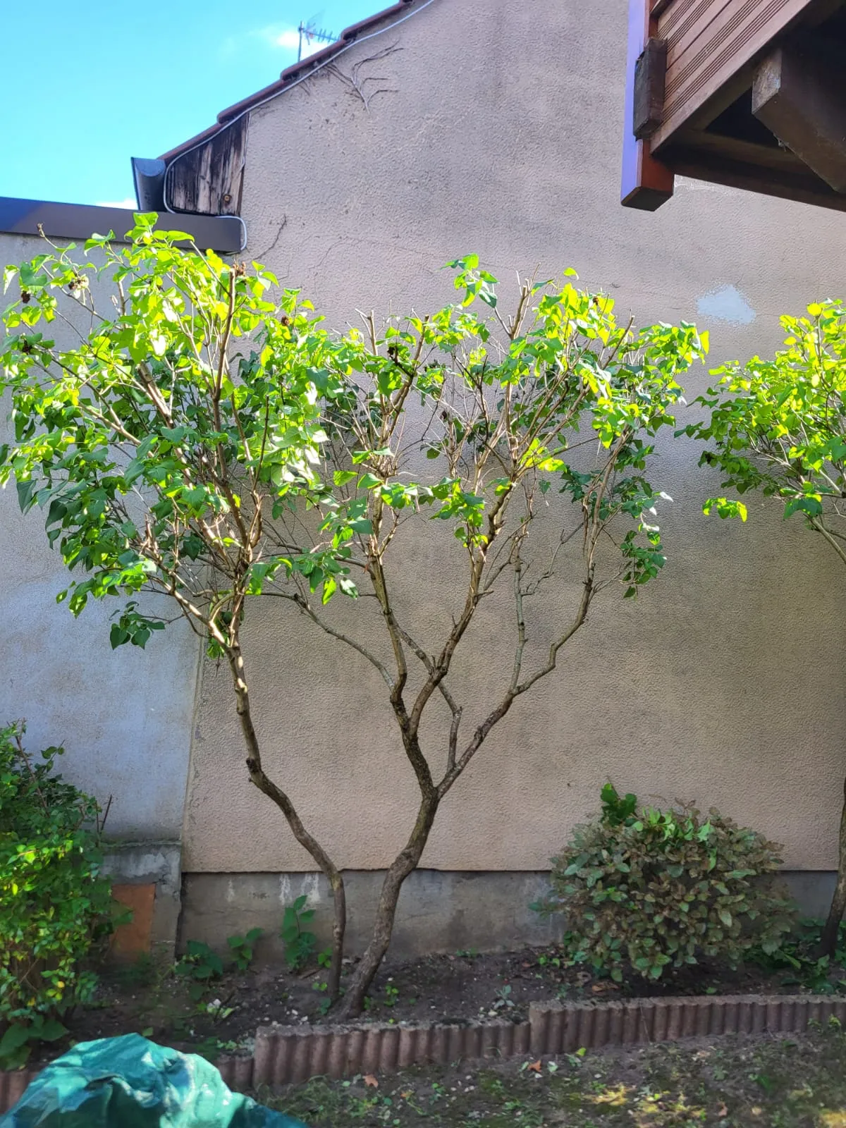 Élagage d’un lilas